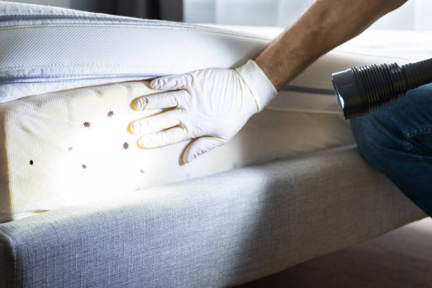 Professional Pest Control in Moenkopi, AZ